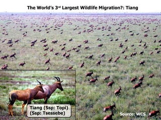The World’s 3 rd  Largest Wildlife Migration?: Tiang Source: WCS Tiang (Ssp: Topi) (Ssp: Tsessebe) 