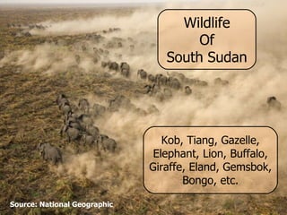 Wildlife Of South Sudan Kob, Tiang, Gazelle, Elephant, Lion, Buffalo, Giraffe, Eland, Gemsbok, Bongo, etc. Source: National Geographic 