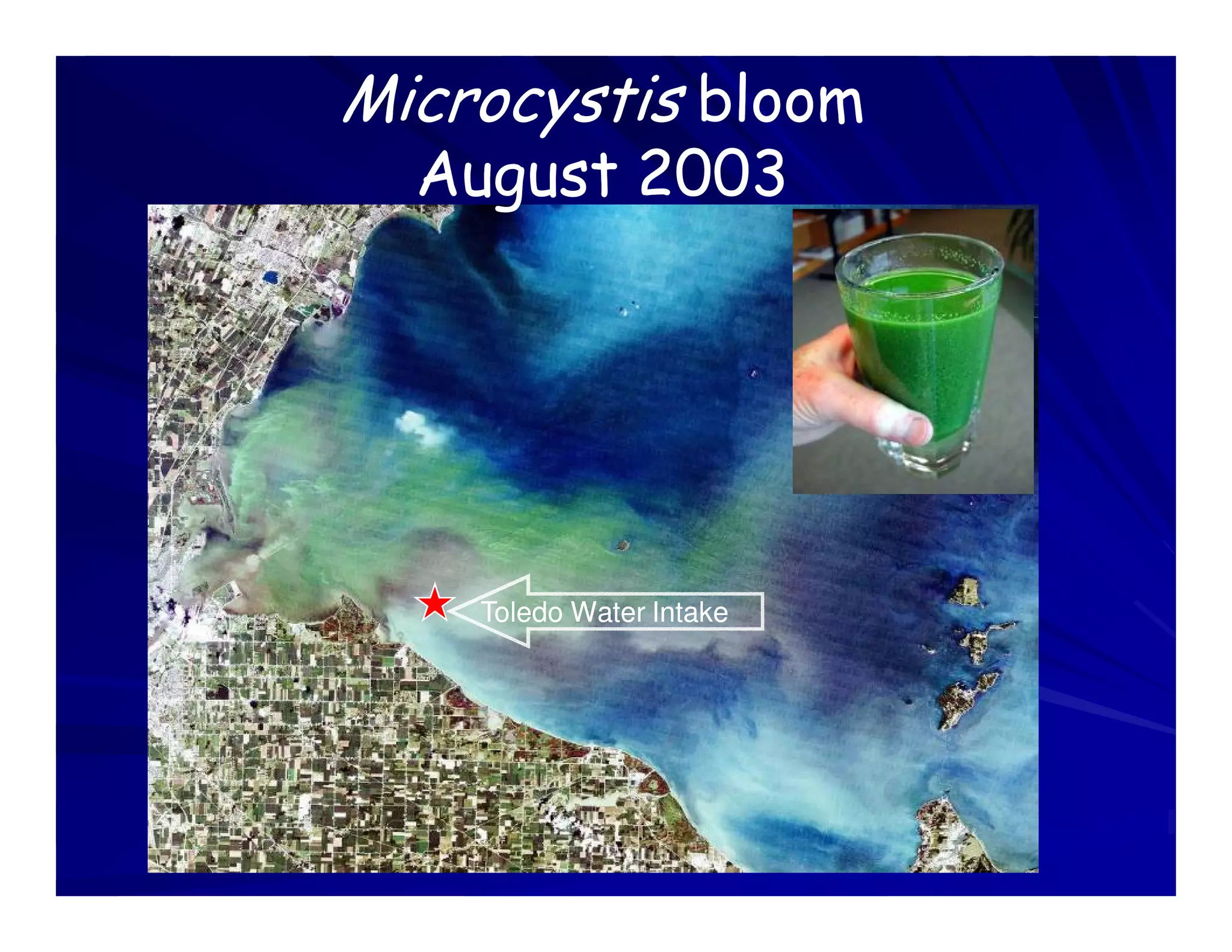 Microcystis bloom
  August 2003




    Toledo Water Intake
 