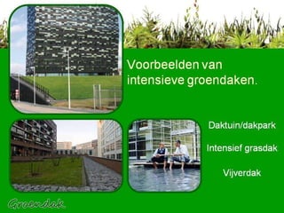 Voorbeelden van intensieve groendaken. Daktuin/dakpark Intensief grasdak Vijverdak 