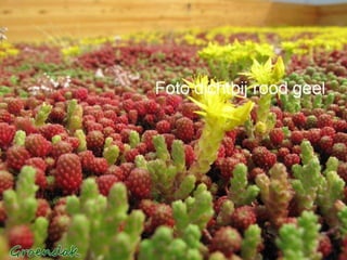 Foto dichtbij rood geel 