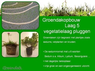 Groendaken zijn begroeid met plantjes zoals sedums, vetplanten en kruiden. De sedummixmat met ± 6 soorten  Sedum o.a. Album, Lydium, Sexangulare ... niet dagelijks beloopbaar. vrije groei en een ongeorganiseerd uitzicht. Groendakopbouw    Laag 5   vegetatielaag pluggen 