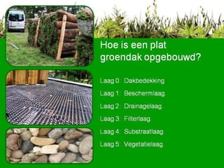 Hoe is een plat  groendak opgebouwd? Laag 0:  Dakbedekking Laag 1:  Beschermlaag.  Laag 2:  Drainagelaag.  Laag 3:  Filterlaag. Laag 4:  Substraatlaag. Laag 5:  Vegetatielaag. 