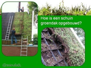 Hoe is een schuin groendak opgebouwd? 