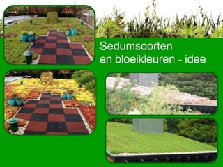 Sedumsoorten  en bloeikleuren - idee 