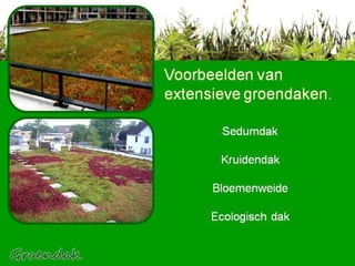 Voorbeelden van extensieve groendaken Voorbeelden van extensieve groendaken. Sedumdak Kruidendak  Bloemenweide Ecologisch dak 