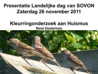 Presentatie Landelijke dag van SOVON
     Zaterdag 26 november 2011

  Kleurringonderzoek aan Huismus
            René Oosterhuis




                              November 2011 Nijmegen
 