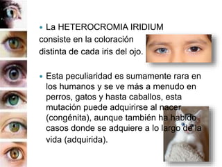 La HETEROCROMIA IRIDIUM
consiste en la coloración
distinta de cada iris del ojo.
Esta peculiaridad es sumamente rara en
los humanos y se ve más a menudo en
perros, gatos y hasta caballos, esta
mutación puede adquirirse al nacer
(congénita), aunque también ha habido
casos donde se adquiere a lo largo de la
vida (adquirida).
 