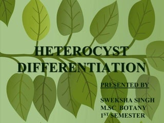 HETEROCYST
DIFFERENTIATION
PRESENTED BY
SWEKSHA SINGH
M.SC BOTANY
1ST SEMESTER
 