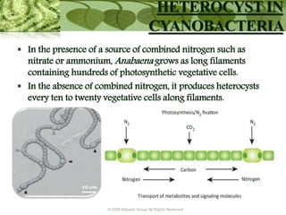 © 2009 Killpack Group All Rights Reserved
 In the presence of a source of combined nitrogen such as
nitrate or ammonium, Anabaena grows as long filaments
containing hundreds of photosynthetic vegetative cells.
 In the absence of combined nitrogen, it produces heterocysts
every ten to twenty vegetative cells along filaments.
HETEROCYST IN
CYANOBACTERIA
 
