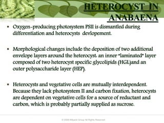 © 2009 Killpack Group All Rights Reserved
 Oxygen-producing photosystem PSII is dismantled during
differentiation and heterocysts devlopement.
 Morphological changes include the deposition of two additional
envelope layers around the heterocyst: an inner “laminated” layer
composed of two heterocyst specific glycolipids (HGL)and an
outer polysaccharide layer (HEP).
 Heterocysts and vegetative cells are mutually interdependent.
Because they lack photosystem II and carbon fixation, heterocysts
are dependent on vegetative cells for a source of reductant and
carbon, which is probably partially supplied as sucrose.
HETEROCYST IN
ANABAENA
 
