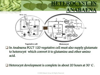 © 2009 Killpack Group All Rights Reserved
 In Anabaena PCC7 120 vegetative cell must also supply glutamate
to heterocyst which convert it to glutamine and other amino
acid.
 Heterocyst development is complete in about 20 hours at 30 ◦C .
HETEROCYST IN
ANABAENA
 