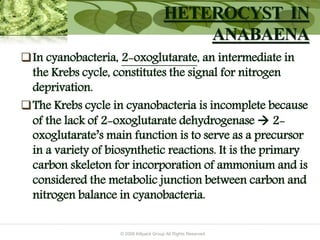 © 2009 Killpack Group All Rights Reserved
In cyanobacteria, 2-oxoglutarate, an intermediate in
the Krebs cycle, constitutes the signal for nitrogen
deprivation.
The Krebs cycle in cyanobacteria is incomplete because
of the lack of 2-oxoglutarate dehydrogenase  2-
oxoglutarate’s main function is to serve as a precursor
in a variety of biosynthetic reactions. It is the primary
carbon skeleton for incorporation of ammonium and is
considered the metabolic junction between carbon and
nitrogen balance in cyanobacteria.
HETEROCYST IN
ANABAENA
 