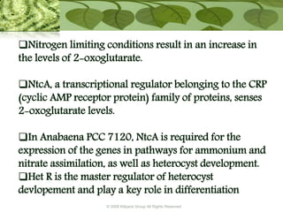 © 2009 Killpack Group All Rights Reserved
Nitrogen limiting conditions result in an increase in
the levels of 2-oxoglutarate.
NtcA, a transcriptional regulator belonging to the CRP
(cyclic AMP receptor protein) family of proteins, senses
2-oxoglutarate levels.
In Anabaena PCC 7120, NtcA is required for the
expression of the genes in pathways for ammonium and
nitrate assimilation, as well as heterocyst development.
Het R is the master regulator of heterocyst
devlopement and play a key role in differentiation
 
