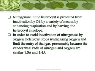 © 2009 Killpack Group All Rights Reserved
 Nitrogenase in the heterocyst is protected from
inactivation by O2 by a variety of means, by
enhancing respiration and by barring, the
heterocyst envelope.
 In order to avoid inactivation of nitrogenase by
oxygen ,heterocyst stops synthesizing oxygen and
limit the entry of that gas, presumably because the
vander waal radii of nitrogen and oxygen are
similar 1.5A and 1.4A.
 
