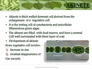 © 2009 Killpack Group All Rights Reserved
AKINETE
 Akinete is thick walled dormant cell derived from the
enlargement of a vegetative cell .
 It is the resting cell of cynobacteria and unicellular
fillamentous green algae.
 The akinete are filled with food reserve, and have a normal
Cell wall surrounded with three layer of coat.
 Devlopement of akinete
From vegetative cell involve-
1) Increase in size
2) Gradual diappearence of
Gas vacuole.
 
