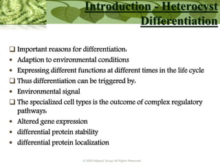 © 2009 Killpack Group All Rights Reserved
Introduction - Heterocyst
Differentiation
 Important reasons for differentiation:
 Adaption to environmental conditions
 Expressing different functions at different times in the life cycle
 Thus differentiation can be triggered by:
 Environmental signal
 The specialized cell types is the outcome of complex regulatory
pathways:
 Altered gene expression
 differential protein stability
 differential protein localization
 
