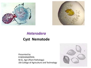 Heterodera
Cyst Nematode
Presented by
R MOHANAPRIYA
M.Sc. Agri (Plant Pathology)
JSA College of Agriculture and Technology
 