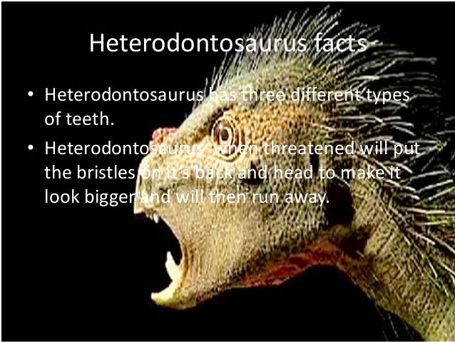 Heterodontosaurus