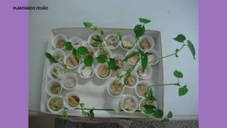 PLANTANDO FEIJÃO

 