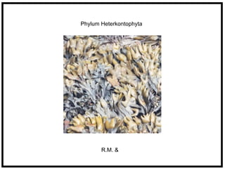 Phylum Heterkontophyta




       R.M. &
 