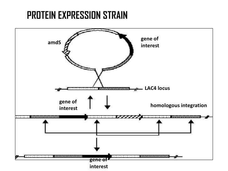 Heterologous proteins