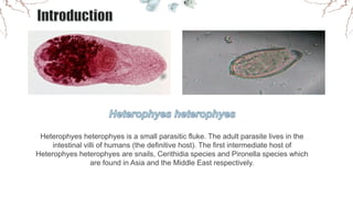 Heterophyes heterophyes is a small parasitic fluke. The adult parasite lives in the
intestinal villi of humans (the defini...