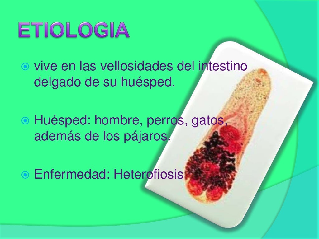 Heterophyes heterophyes