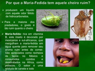  produzem um líquido
com aquele odor fétido
de hidrocarbonetos.
 Para a maioria dos
predadores, o gosto é
tão ruim quanto o cheiro
 Maria-fedida: rica em vitamina
B, este inseto é devorado por
mexicanos e sul-africanos, que
mergulham a maria-fedida em
água quente para remover seu
aroma ruim antes de comer.
São apreciados como recheios
de tacos no México e
consumidos cozidos e
desidratados na África, como
petiscos. O sabor é uma
mistura de canela e iodo
 