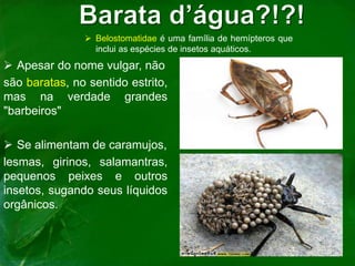 Apesar do nome vulgar, não
são baratas, no sentido estrito,
mas na verdade grandes
"barbeiros"
 Se alimentam de caramujos,
lesmas, girinos, salamantras,
pequenos peixes e outros
insetos, sugando seus líquidos
orgânicos.
 Belostomatidae é uma família de hemípteros que
inclui as espécies de insetos aquáticos.
 