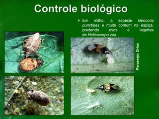  Em milho, a espécie Geocoris
punctipes é muito comum na espiga,
predando ovos e lagartas
de Helicoverpa zea.
PercevejoOrius
 