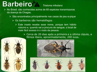  No Brasil, são conhecidas acima de 65 espécies transmissoras
da doença de Chagas.
Triatoma infestans
 São encontrados principalmente nas casas de pau-a-pique
 Os barbeiros são hematófagos
 Este inseto recebe esse nome, porque tem hábito
noturno e, quando sai a procura de sangue, o local de
mais fácil acesso é o rosto da pessoa.
 Cerca de 20 dias após a primeira e a última cópula, a
fêmea libera, aproximadamente, 200 ovos.
 