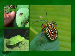 Entomologia Agrícola - Heteroptera