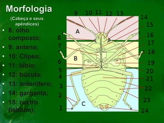 • 8: olho
composto;
• 9: antena;
• 10: Clípeo;
• 11: lábio;
• 12: búcula;
• 13: antenífero;
• 14: garganta;
• 15: rostro
(labium);
 