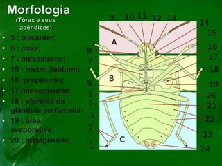 • 5 : trocânter;
• 6 : coxa;
• 7 : mesosterno;
• 15 : rostro (labium);
• 16 :propleurão;
• 17 :mesopleurão;
• 18 : eferente da
glândula perfumada;
• 19 : área
evaporativa;
• 20 : metapleurão;
 