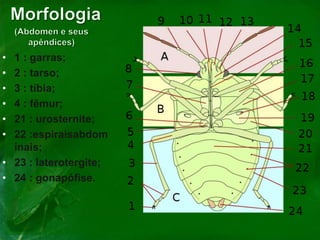 • 1 : garras;
• 2 : tarso;
• 3 : tíbia;
• 4 : fêmur;
• 21 : urosternite;
• 22 :espiraisabdom
inais;
• 23 : laterotergite;
• 24 : gonapófise.
 