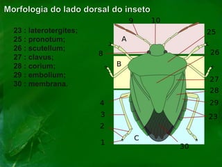 23 : laterotergites;
25 : pronotum;
26 : scutellum;
27 : clavus;
28 : corium;
29 : embolium;
30 : membrana.
 