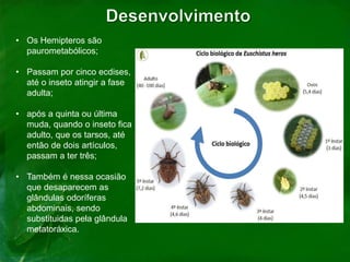 • Os Hemipteros são
paurometabólicos;
• Passam por cinco ecdises,
até o inseto atingir a fase
adulta;
• após a quinta ou última
muda, quando o inseto fica
adulto, que os tarsos, até
então de dois artículos,
passam a ter três;
• Também é nessa ocasião
que desaparecem as
glândulas odoríferas
abdominais, sendo
substituidas pela glândula
metatoráxica.
 