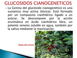 

La Genina del glucósido cianogenético es una
sustancia muy activa (tóxica). Está formado
por un compuesto cianhídrico ligado a un
azúcar. Se descompone por la acción
enzimática en ácido cianhídrico libre, un
potente veneno soluble en agua, también por
la saliva mediante la masticación.

Hojas del cerezo

 
