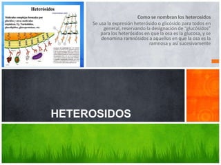 Como se nombran los heterosidos 
Se usa la expresión heterósido o glicósido para todos en 
general, reservando la designación de “glucósidos” 
para los heterósidos en que la osa es la glucosa, y se 
denomina ramnósidos a aquellos en que la osa es la 
ramnosa y así sucesivamente 
HETEROSIDOS 
 