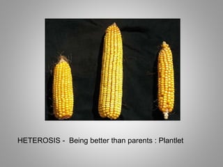 HETEROSIS - Being better than parents : Plantlet
 