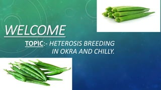WELCOME
TOPIC:- HETEROSIS BREEDING
IN OKRA AND CHILLY.
 
