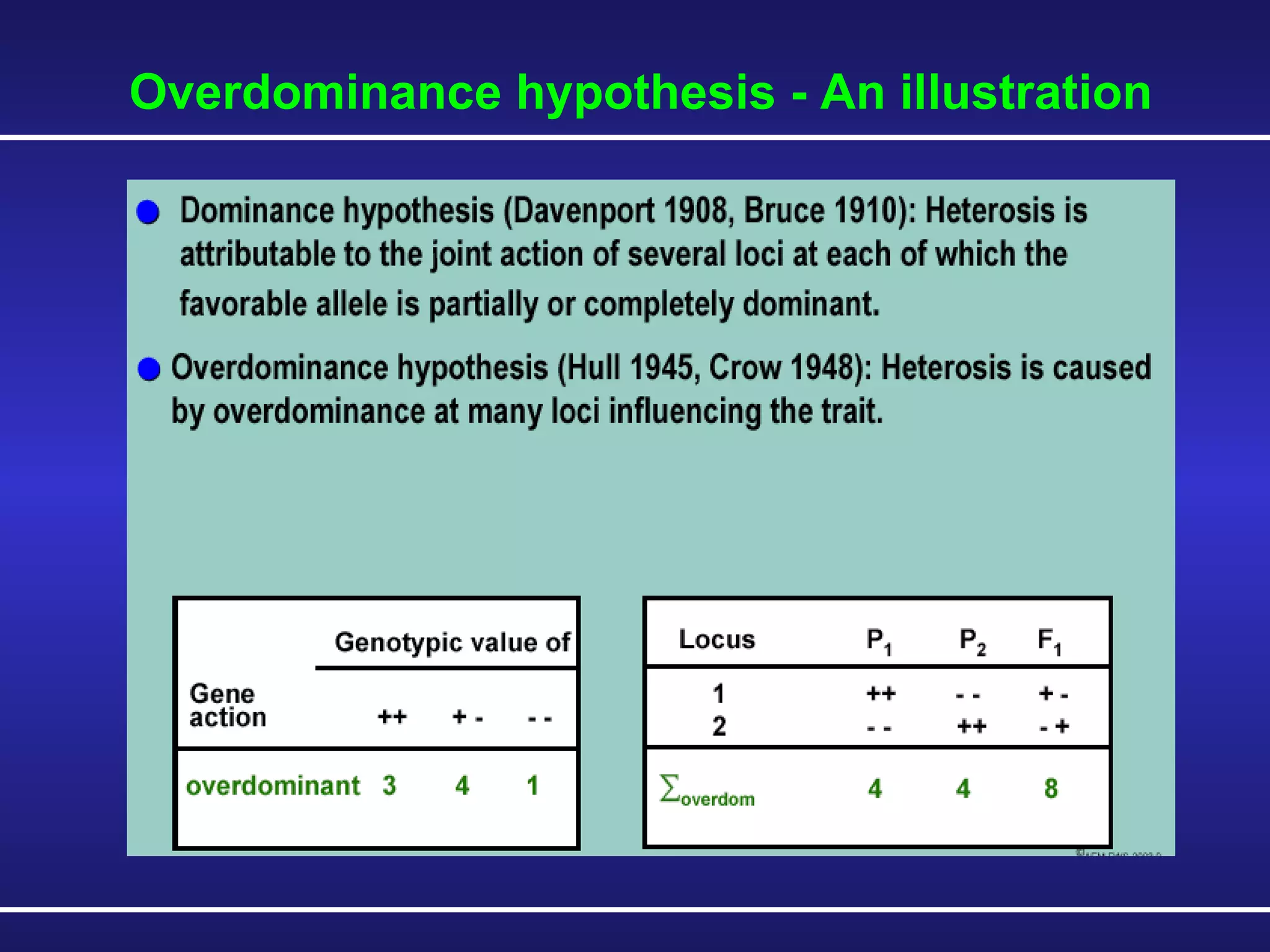 Overdominance hypothesis - An illustration 