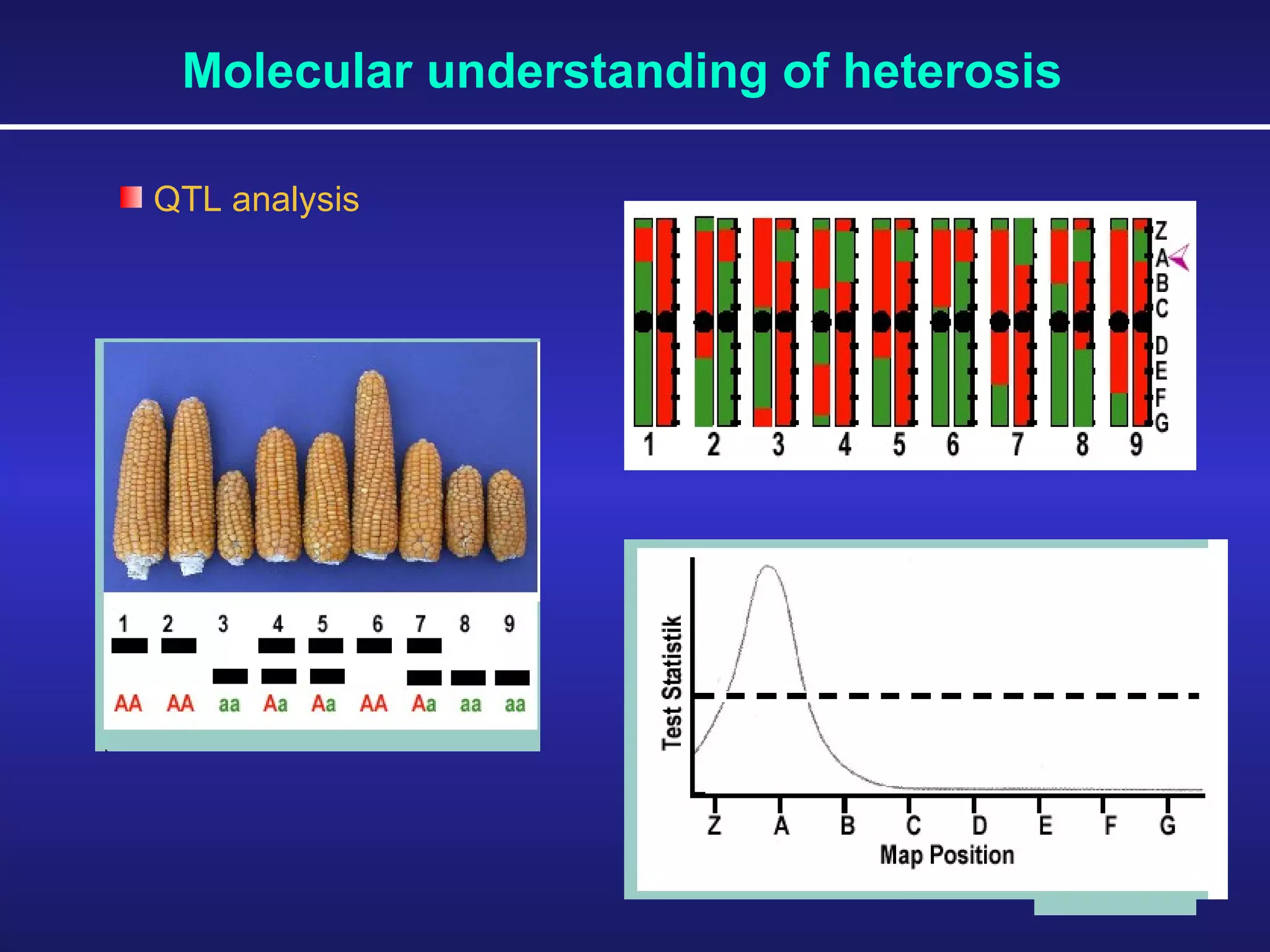 Molecular understanding of heterosis QTL analysis  