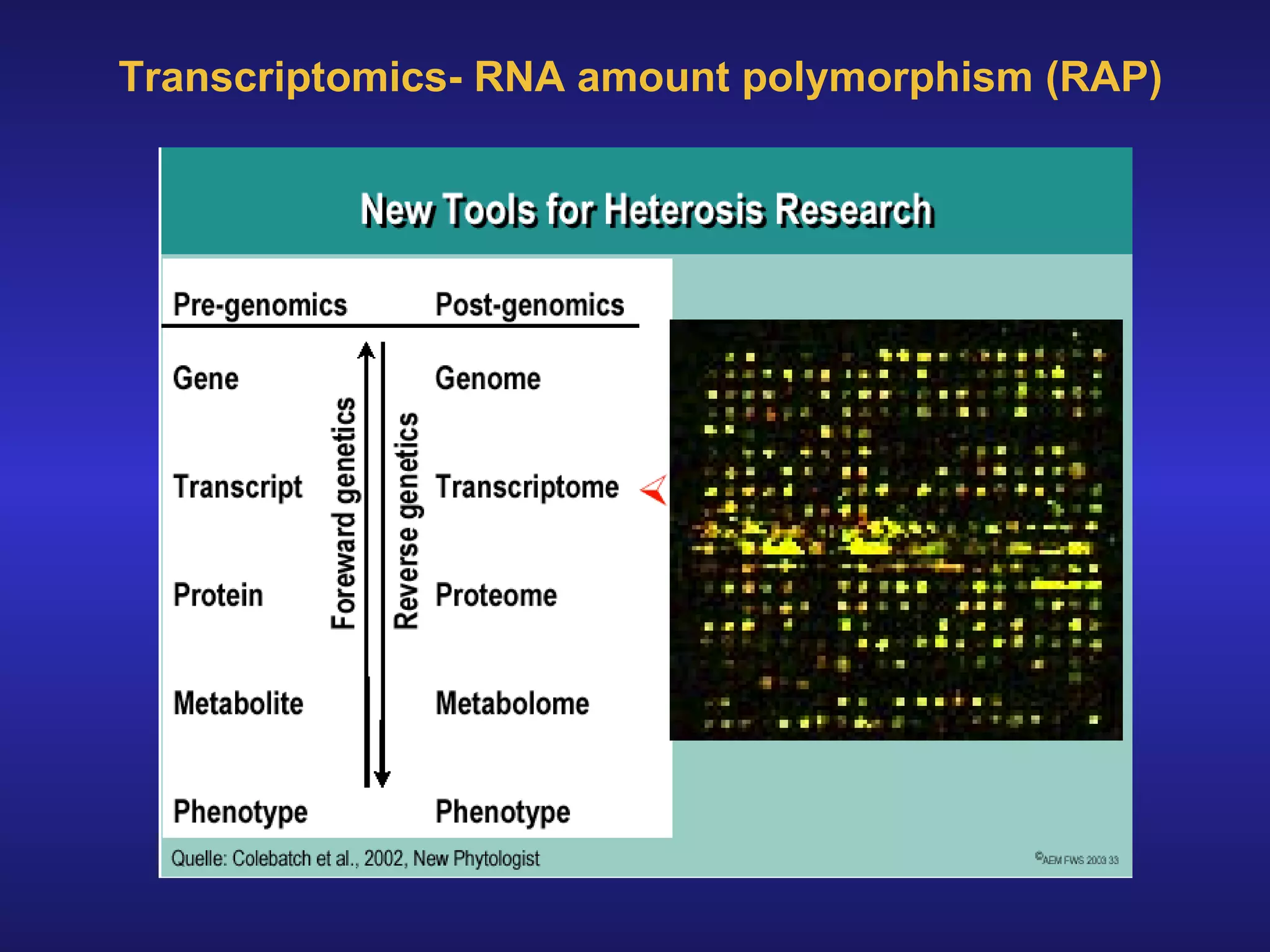 Transcriptomics- RNA amount polymorphism (RAP) 