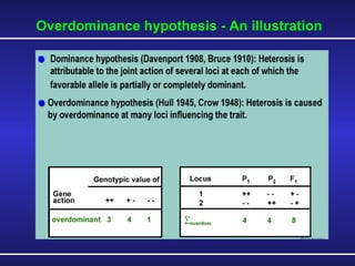 Overdominance hypothesis - An illustration 