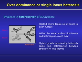 Haploid having Single set of genes in each nucleus Within the same nucleus dominance and heterozygosis can’t exist Higher growth representing heterosis came from heterocaryon between strains of  N. tetrasperma Over dominance or single locus heterosis Strain A Strain B Heterocaryon Evidence in  heterokaryon  of  Neurospora 