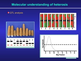 Molecular understanding of heterosis QTL analysis  