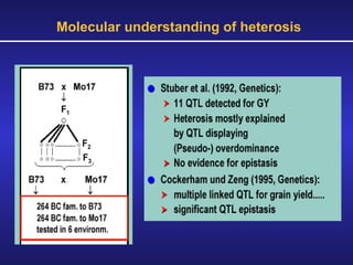 Molecular understanding of heterosis 