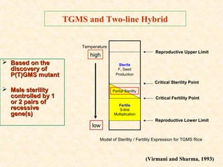 Heterosis Breeding in Rice | PPT
